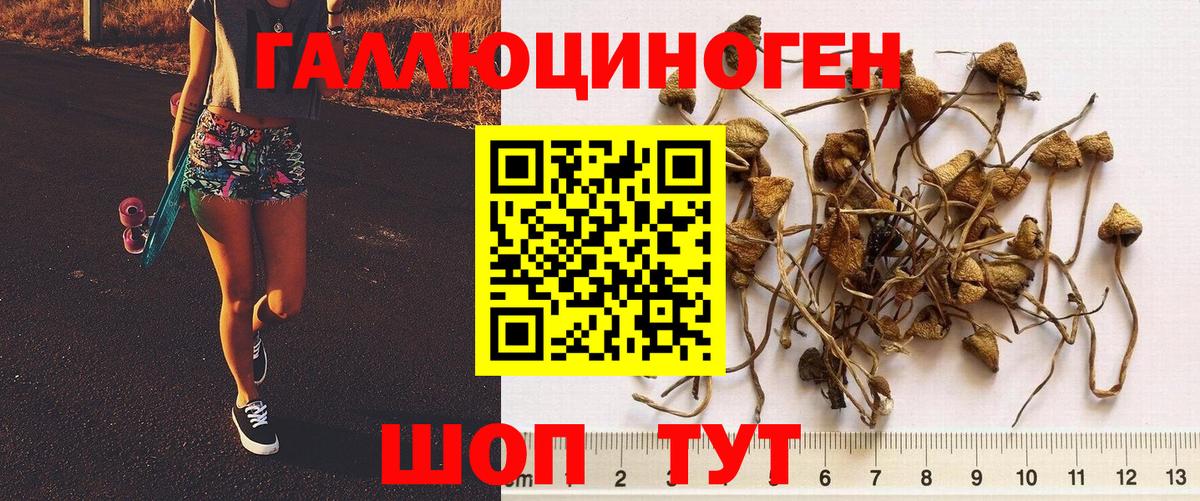 Галлюциногенные грибы Cubensis Апшеронск